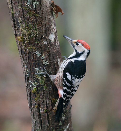 Genys_baltnugaris_foto_R.Jakaitis