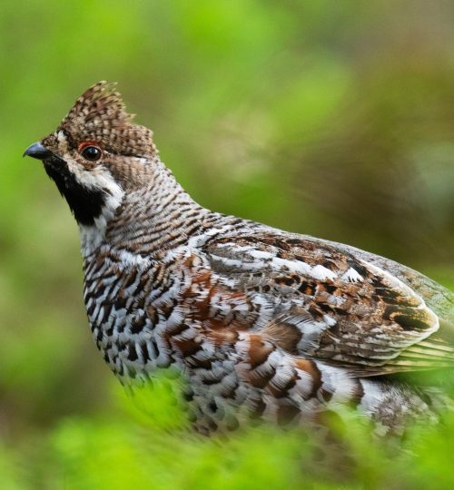 A male Hazel grouse (Tetrastes bonasia) with a raised crest feathers in a green, lush and old boreal forest during spring breeding season in Estonia, Northern Europe.