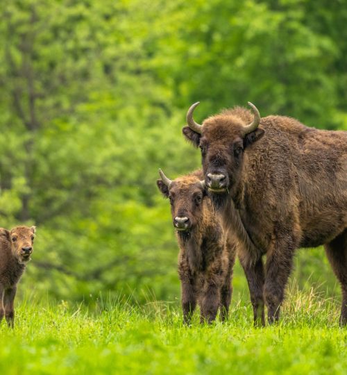 European Bison (Wisent) /Bison bonasus/ The Bieszczady Mts., Carpathians, Poland.