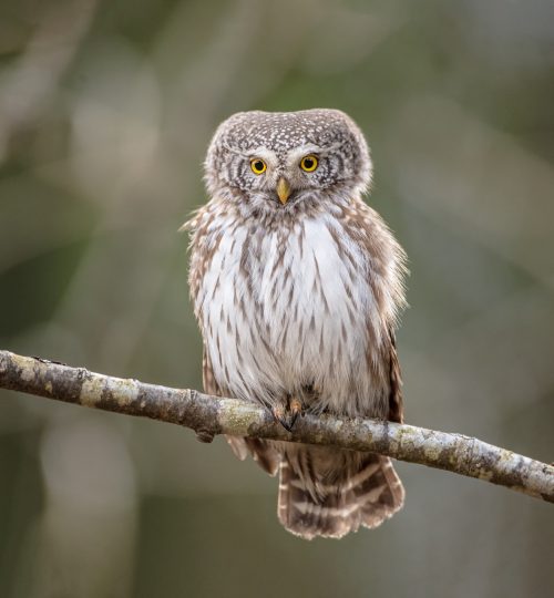 Eurasian Pigmy Owl in a fir grove in spring